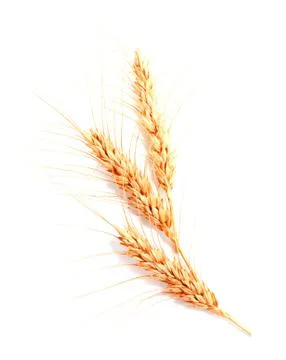Wheat ears isolated on a white background Stock Photos