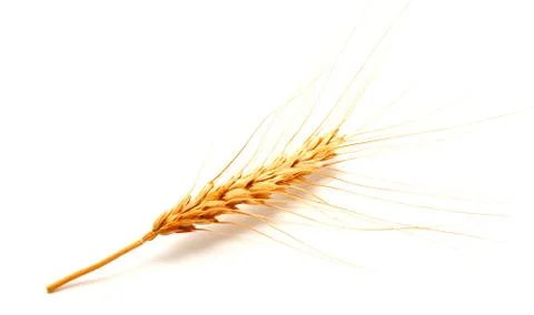 Wheat ears isolated on a white background Stock Photos