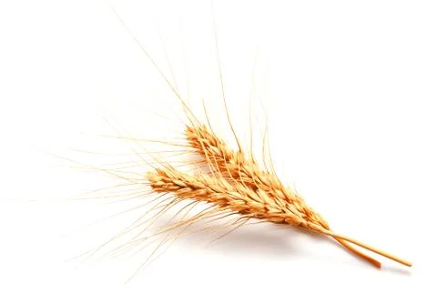 Wheat ears isolated on a white background Stock Photos