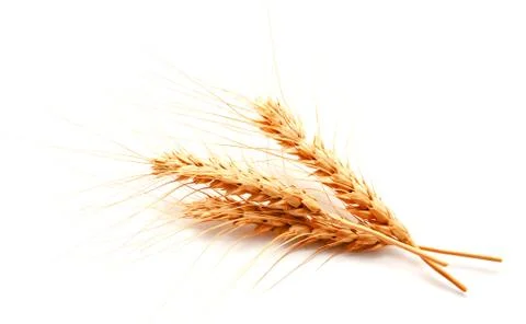 Wheat ears isolated on a white background Stock Photos