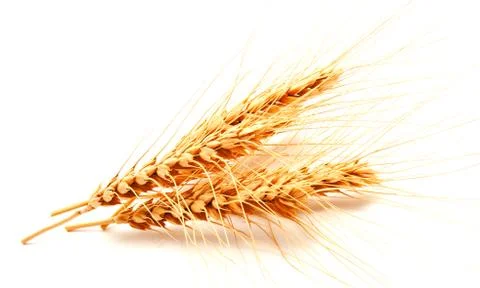 Wheat ears isolated on a white background Stock Photos