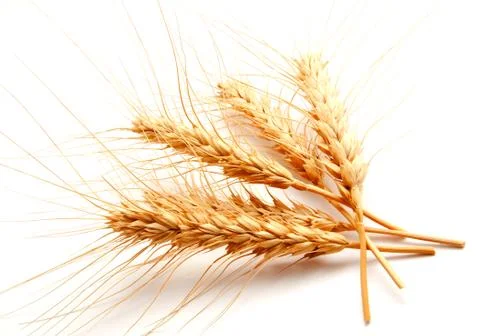 Wheat ears isolated on a white background Stock Photos
