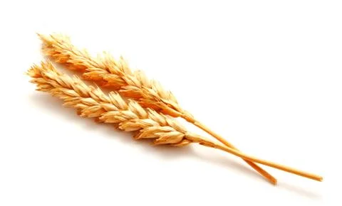 Wheat ears isolated on a white background Foto stock