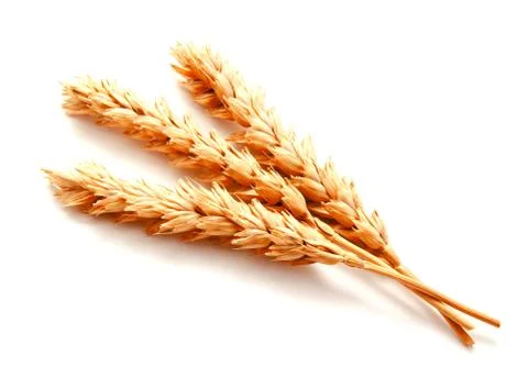 Wheat ears isolated on a white background Stock Photos