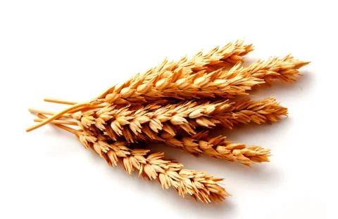 Wheat ears isolated on a white background Stock Photos