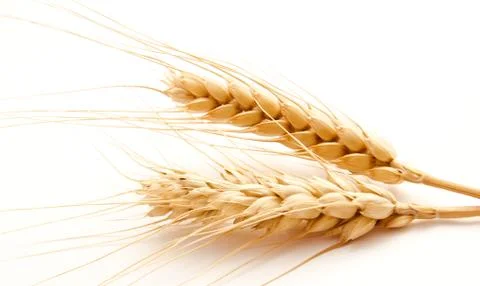 Wheat ears isolated on a white Foto stock