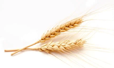 Wheat ears isolated on a white Stock Photos