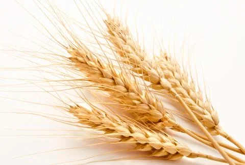 Wheat ears isolated on a white Stock Photos