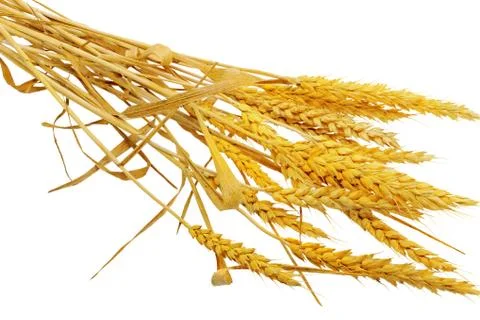 Wheat ears lie. Isolated . Stock Photos