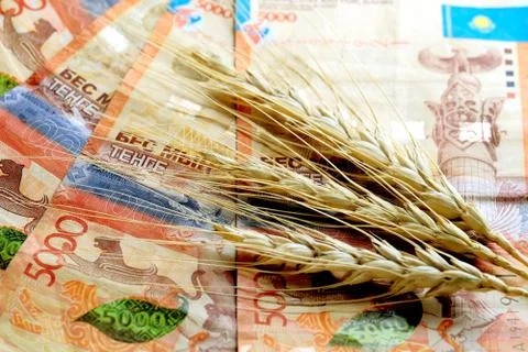 Wheat ears lie on red five-thousand denominations of Kazakhstan. A close-up o Stock Photos