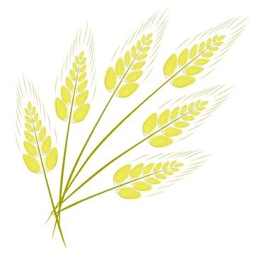 Wheat ears in a linear style, offset color spot. White background. Stock Illustration