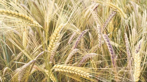 Wheat Ears in Mid-Summer with Sun Flare – Natural Landscape Видео 316773944
