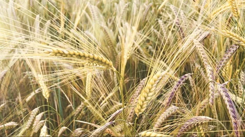 Wheat Ears in Mid-Summer with Sun Flare – Natural Landscape Stockbeeldmateriaal 316849458