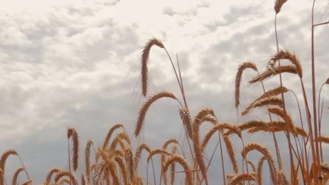 Wheat ears move from the wind against the background of the sky 動画素材 135478117