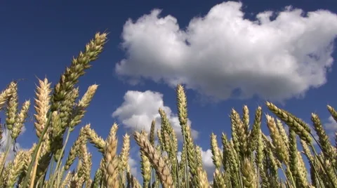 Wheat ears moving in the wind Stock Footage 64985197