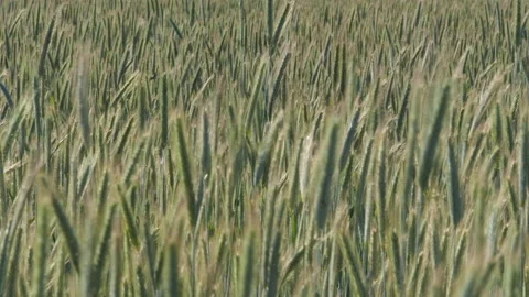Wheat ears moving in the wind Stock Footage 132504616