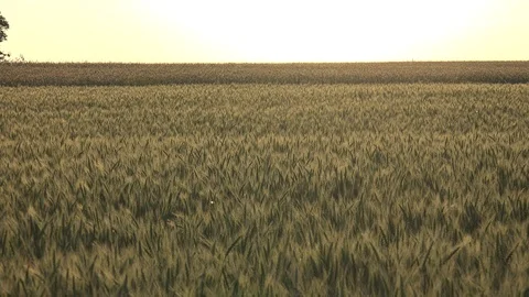 Wheat Ears or Cereals 2 動画素材 98261655