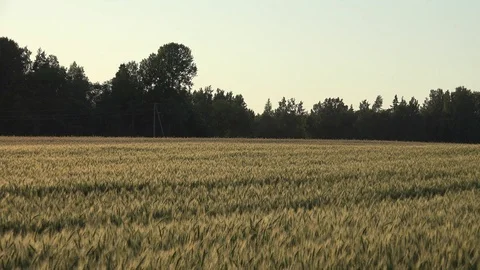 Wheat Ears or Cereals 4 Stock Footage 98261659