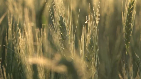 Wheat Ears or Cereals 7 動画素材 98261759