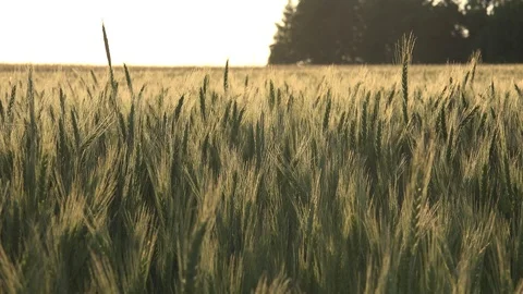 Wheat Ears or Cereals 動画素材 98261808