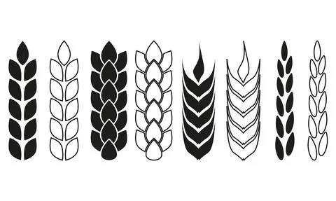 Wheat ears or rice icon set. Crop, barley or rye symbols. Agriculture design Stock Illustration
