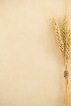 Wheat ears on paper Stock Photos