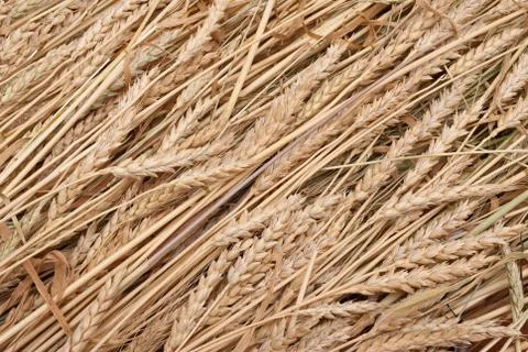 Wheat ears Stock Photos