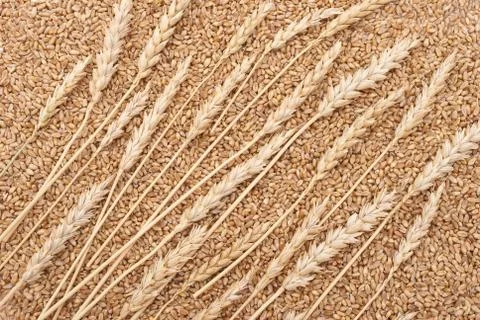 Wheat ears Stock Photos
