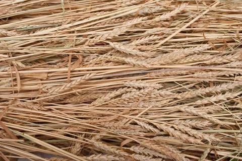 Wheat ears Stock Photos