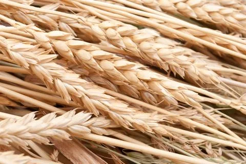 Wheat ears Stock Photos