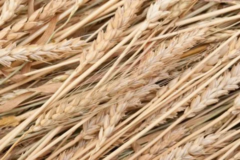 Wheat ears Stock Photos