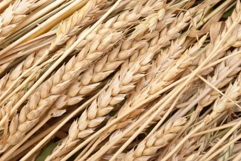 Wheat ears Stock Photos