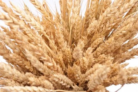 Wheat ears Stock Photos