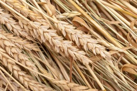 Wheat ears Stock Photos