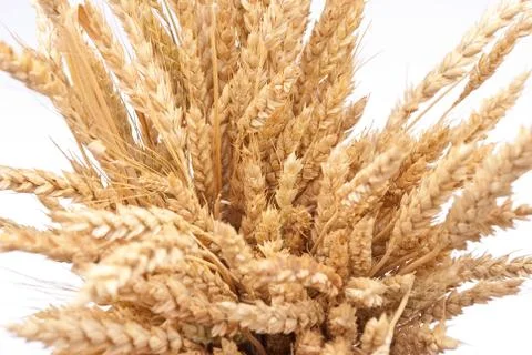 Wheat ears Stock Photos