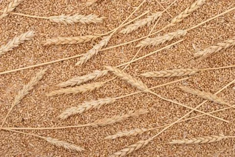 Wheat ears Stock Photos