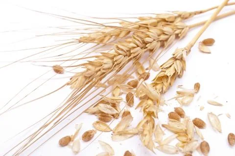 Wheat ears Stock Photos