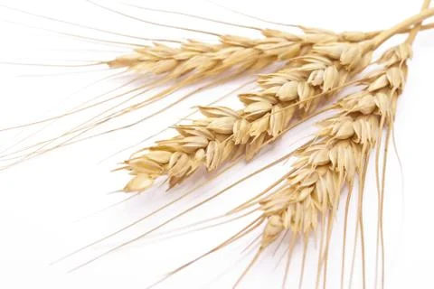 Wheat ears Stock Photos