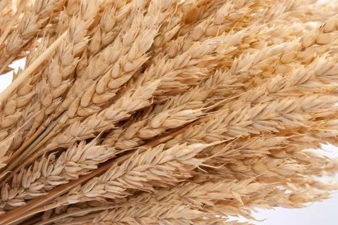 Wheat ears Stock Photos