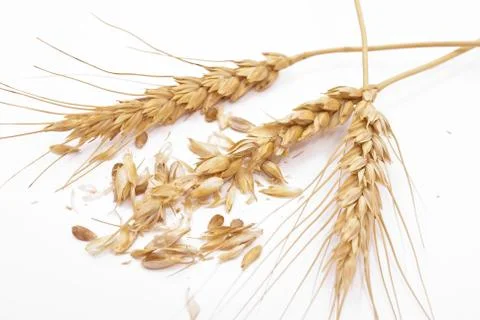 Wheat ears Stock Photos