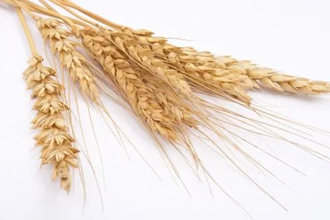 Wheat ears Stock Photos