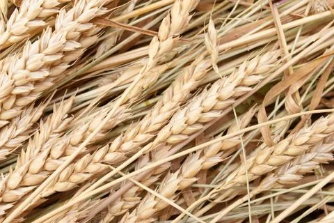 Wheat ears Stock Photos