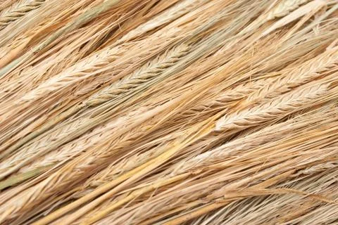 Wheat ears Stock Photos