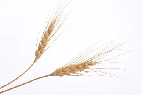 Wheat ears Stock Photos