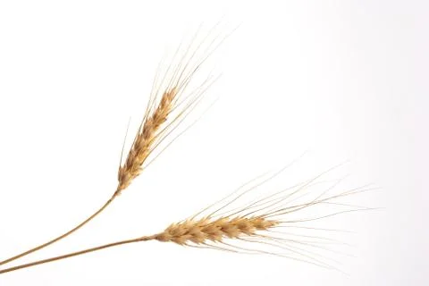 Wheat ears Stock Photos