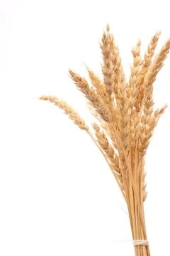 Wheat ears Stock Photos