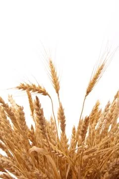 Wheat ears Stock Photos