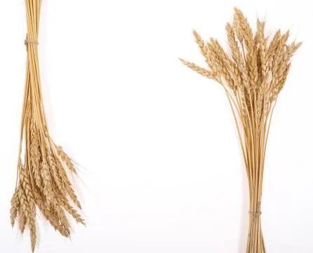 Wheat ears Stock Photos