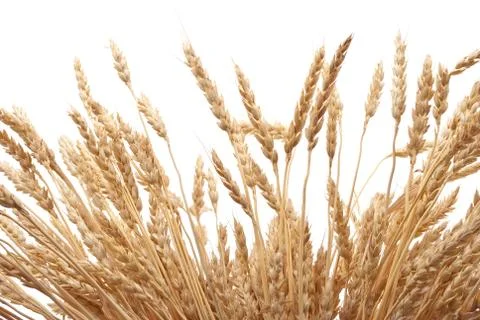 Wheat ears Stock Photos