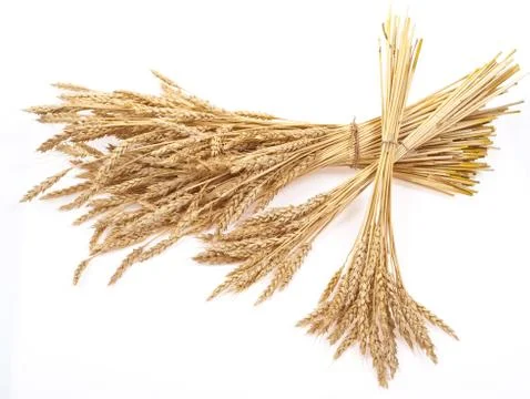 Wheat ears Stock Photos
